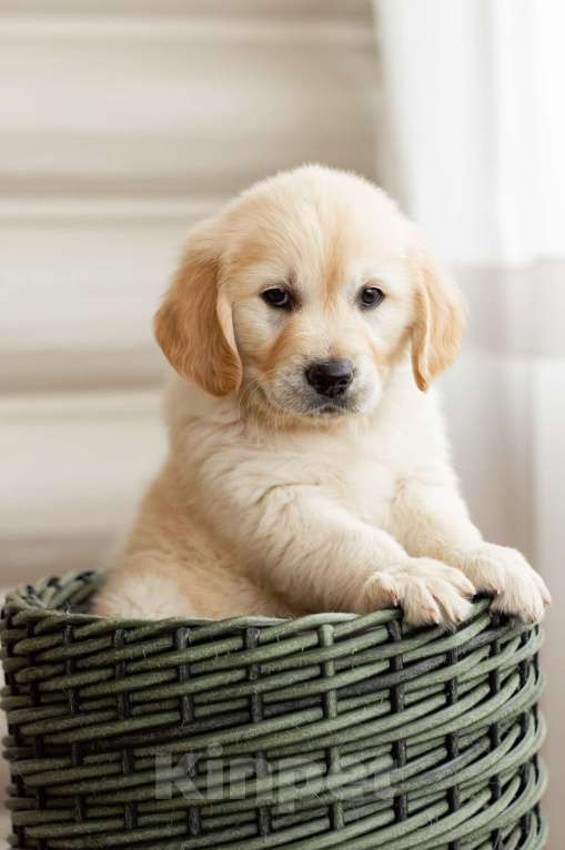 Собаки в Магнитогорске: Щенки золотистого ретривера Мальчик, 50 000 руб. - фото 2