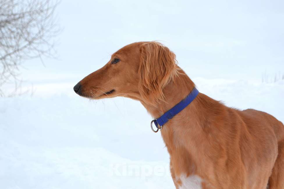 Собаки в Глазове: ADDIL ASSAD Мальчик, Бесплатно - фото 5