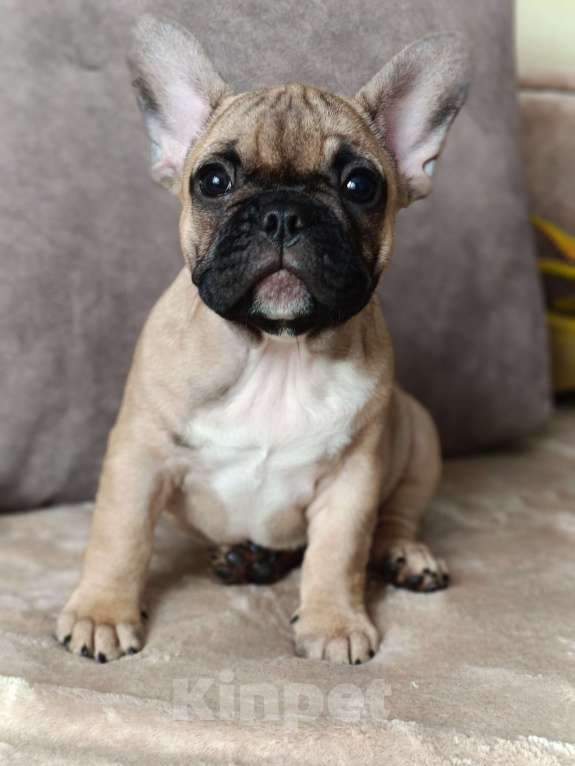 Собаки в других городах Воронежской области: Щенок французский бульдог девочка Девочка, 50 000 руб. - фото 5