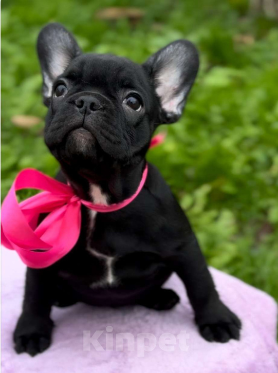 Собаки в Калининграде: Шоколадная девочка французского бульдога Девочка, 50 000 руб. - фото 4