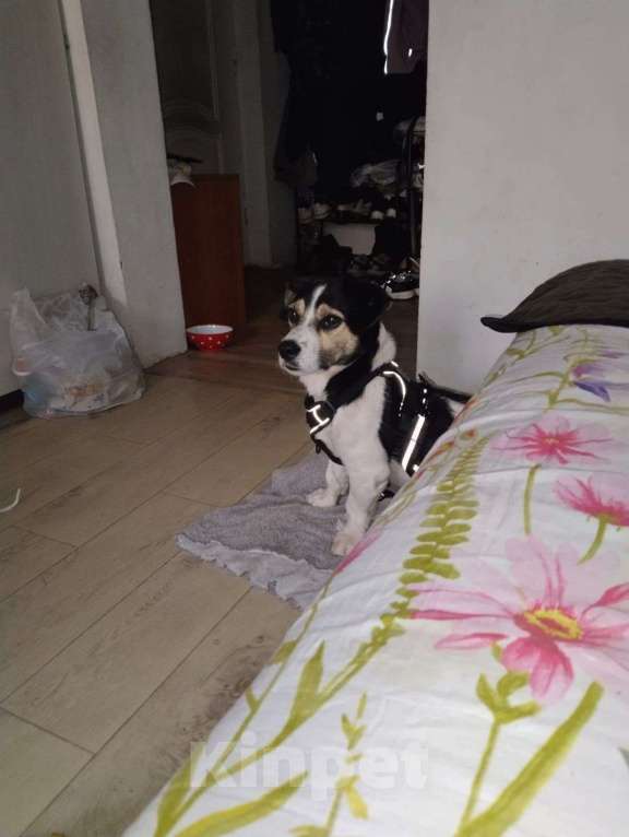 Собаки в Москве: Коротколапик Рони - метис джек рассела ищет дом! Мальчик, Бесплатно - фото 3