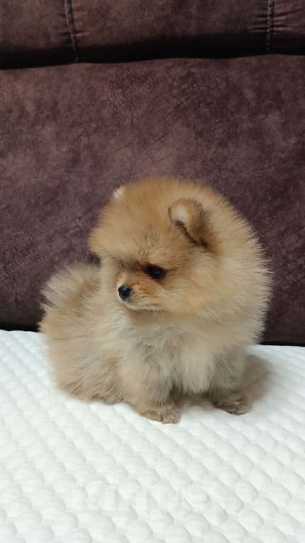 Собаки в Сочи: Померанский(немецкий) шпиц мини Мальчик, Бесплатно - фото 3