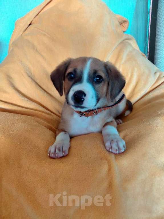 Собаки в Санкт-Петербурге: Маленький красавчик ищет дом Мальчик, Бесплатно - фото 4