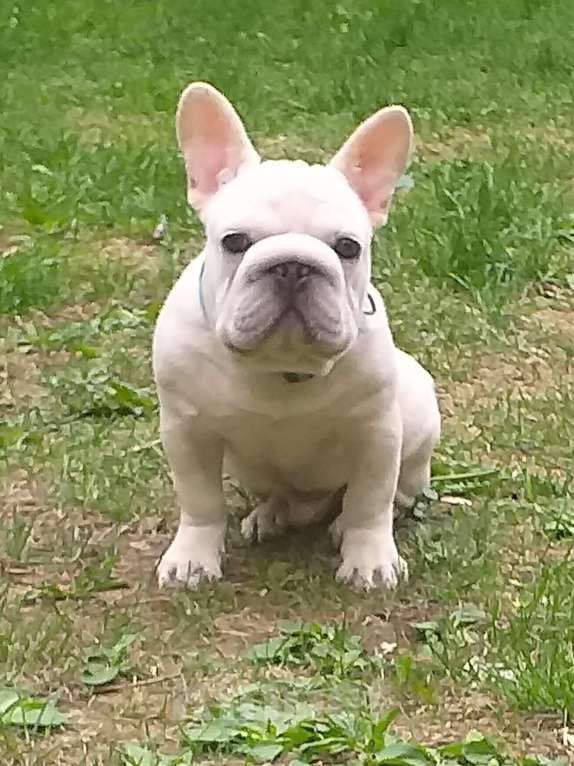 Собаки в Москве: Продам мальчика французского бульдога бигропа. Мальчик, 200 000 руб. - фото 2