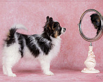 Собаки в Омске: щенок папийона Goldstyle Glory Rosalia / отличная родословная, документы РКФ, клеймо Девочка, 80 000 руб. - фото 6