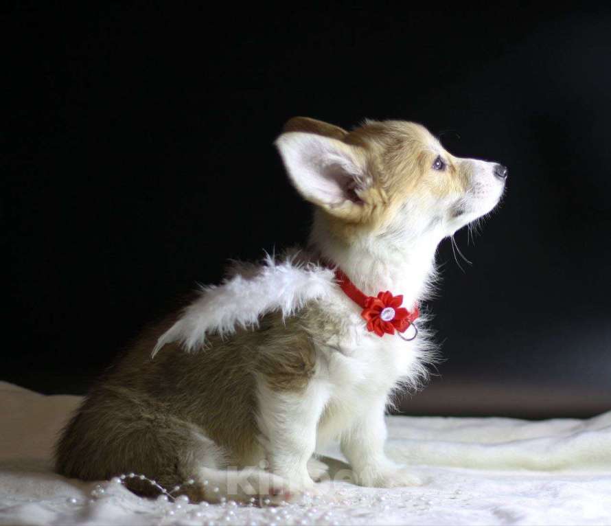 Собаки в Тольятти: Вельш Корги Пемброк Дольче Вита Девочка, 80 000 руб. - фото 2