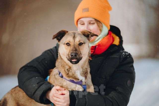 Собаки в Москве: Сади, собака-подросток, которая не умеет любить вполсилы Девочка, Бесплатно - фото 1