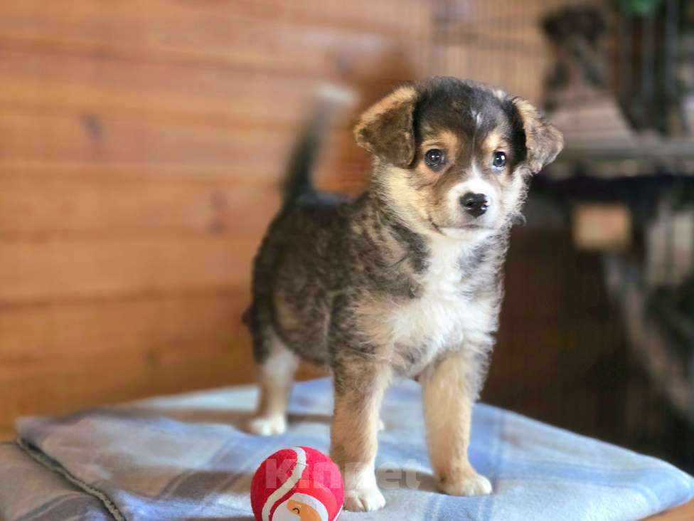 Собаки в Новосибирске: Щенок отчаянно ищет свой дом в Новосибирске Мальчик, Бесплатно - фото 3