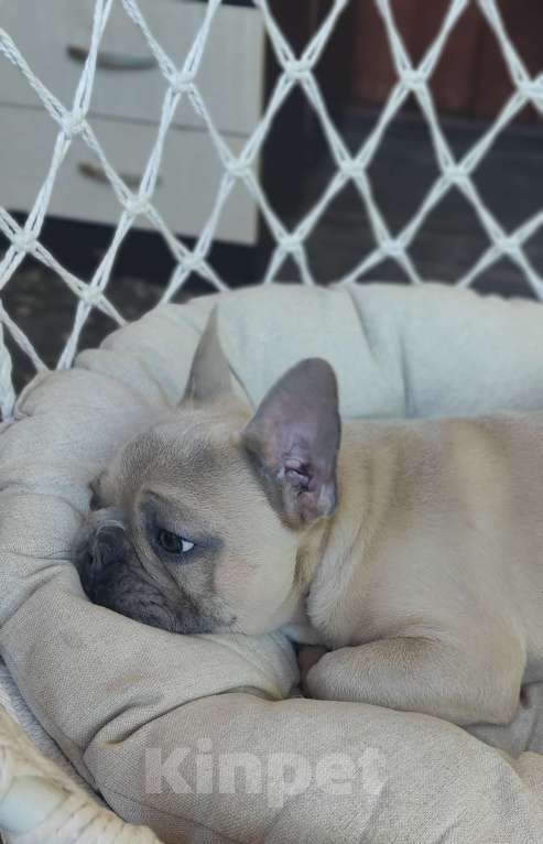 Собаки в Севастополе: Щенок французского бульдога Мальчик, 45 000 руб. - фото 4