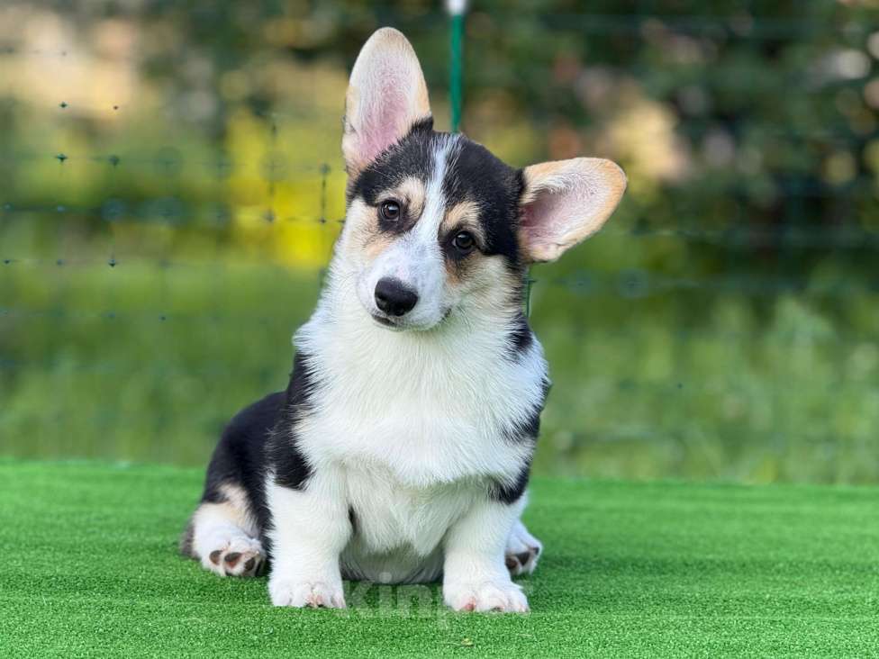 Собаки в Москве: Щенок Вельш корги пемброк  Девочка, 80 000 руб. - фото 3