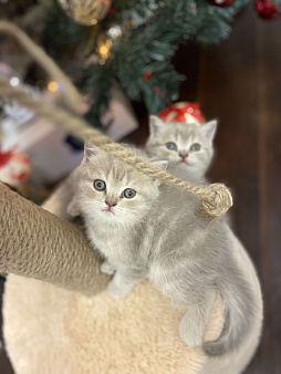 Шотландская девочка