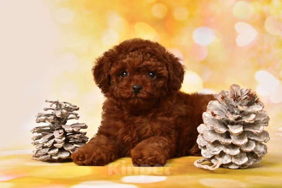 Собаки в других городах Московской области: Щенок Тедди Пудель Девочка, 200 000 руб. - фото 3