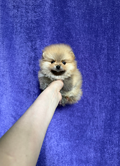 Мальчик мини