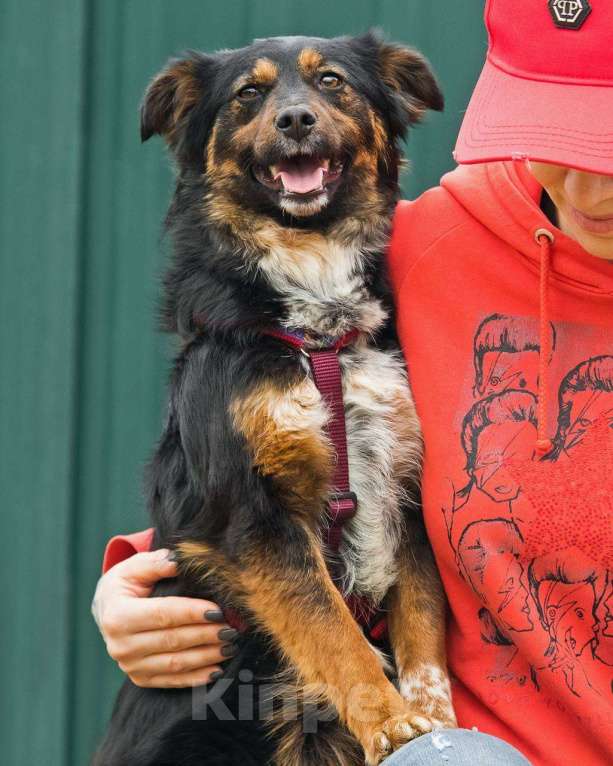Собаки в других городах Московской области: Юная небольшая Марли ищет дом Девочка, Бесплатно - фото 4