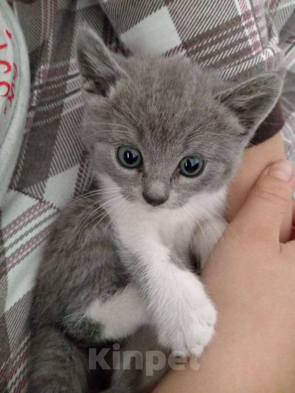 Кошки в Москве: Котята от русского голубого кота и британской мамы в дар Мальчик, 1 руб. - фото 3