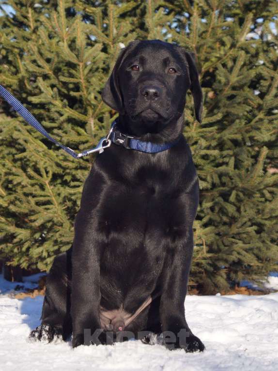 Собаки в Москве: Щенки лабрадора Разнополые, Бесплатно - фото 4