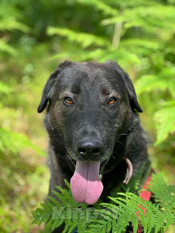 Собаки в Павловском Посаде: Собака в добрые руки Мальчик, Бесплатно - фото 2