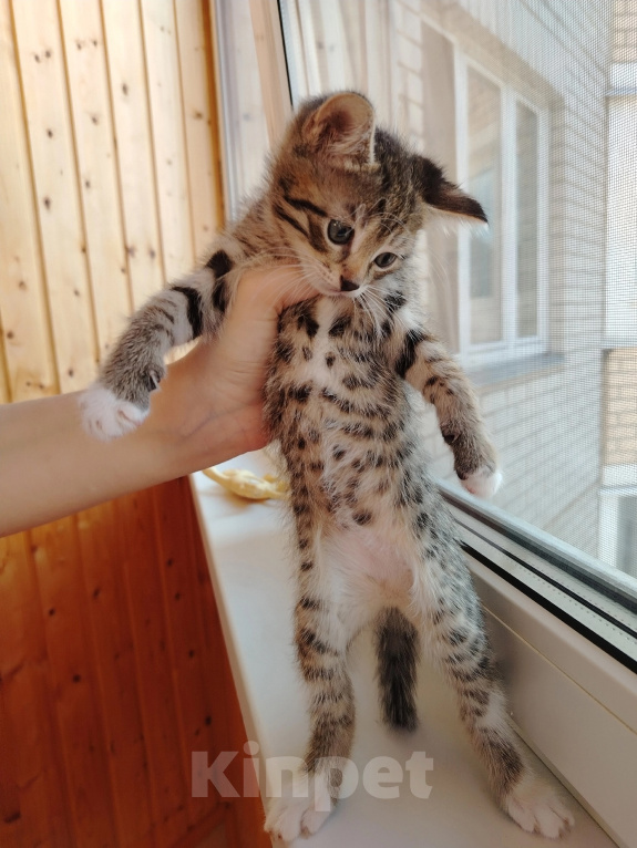 Кошки в Лобне: Котёнок крошка Енот 1,5 мес Мальчик, Бесплатно - фото 3