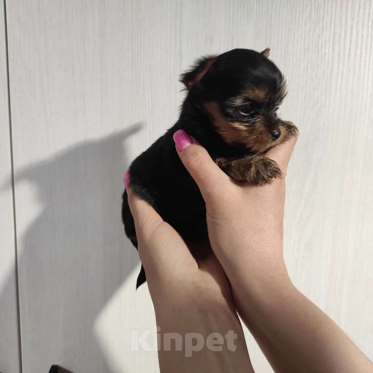 Собаки в Ростове-на-Дону: Йорк для шоу и выставок Мальчик, 35 000 руб. - фото 3