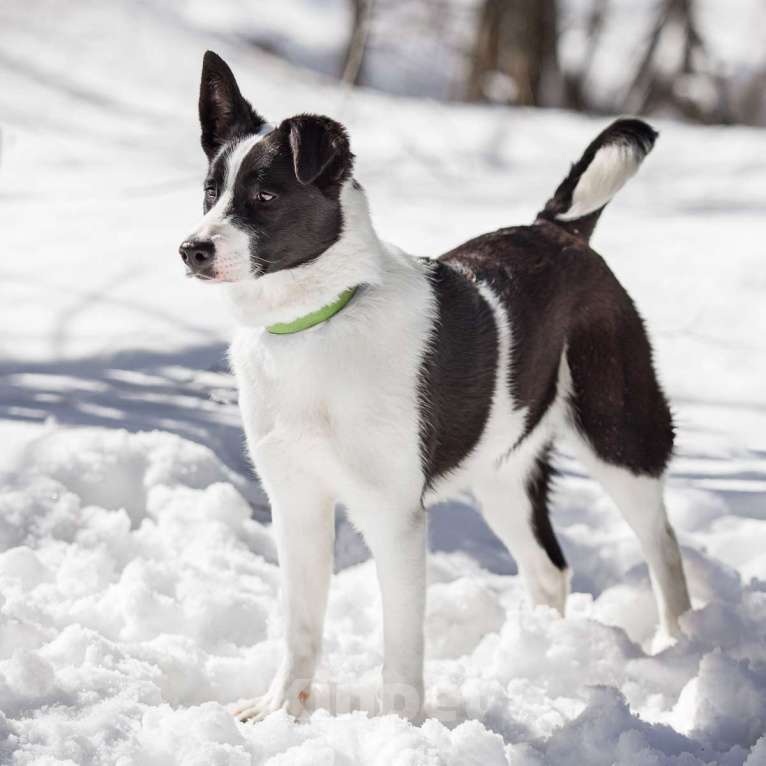 Собаки в Москве: Мармеладка Девочка, Бесплатно - фото 4