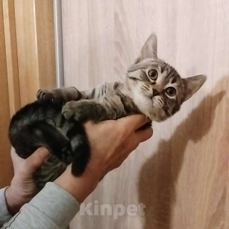 Кошки в Санкт-Петербурге: Малютка Томочка Девочка, Бесплатно - фото 5