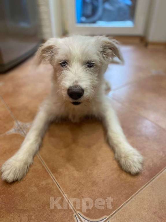 Собаки в Москве: Белый щенок ирландского терьера в добрые руки Мальчик, Бесплатно - фото 2