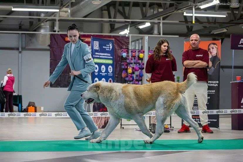 Собаки в Воронеже: щенки САО Девочка, 60 000 руб. - фото 3