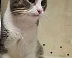 Кошки в Москве: Котик Томас ищет хозяев Мальчик, Бесплатно - фото 6