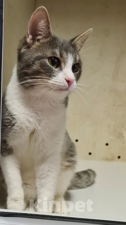 Кошки в Москве: Котик Томас ищет хозяев Мальчик, Бесплатно - фото 6