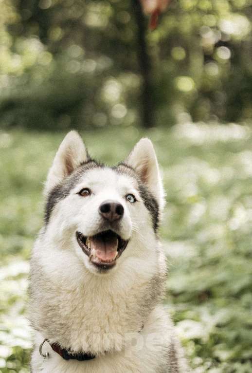 Собаки в Москве: Красавица Эмми ждет свою семью. Девочка, Бесплатно - фото 4