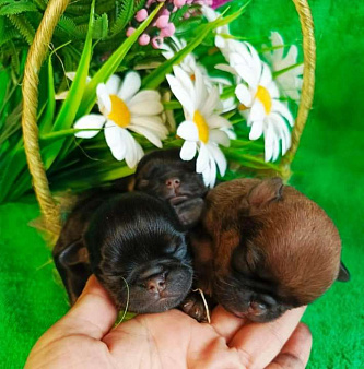 Щенки пти-брабансоны на май