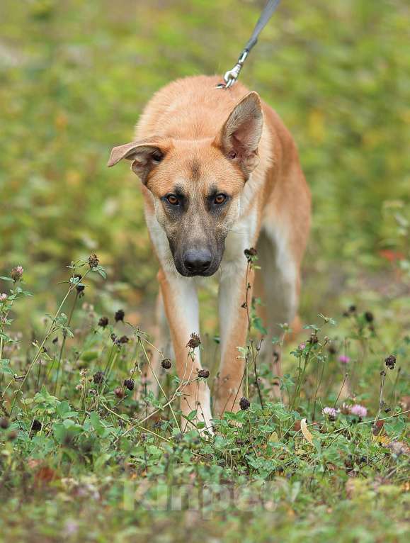 Собаки в Москве: Честер. Красавец пес Мальчик, Бесплатно - фото 5