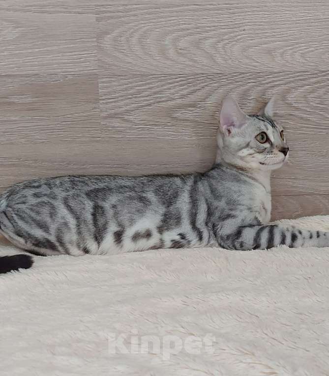 Кошки в Москве: Бенгальские котята  Мальчик, Бесплатно - фото 9
