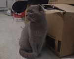 Кошки в Кстово: Кошка. Британская, 500 руб. - фото 2