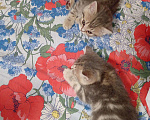 Кошки в Колпашево: Котята, 1 000 руб. - фото 2