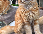 Кошки в других городах Краснодарского края: Котёнок мейн- Кун Девочка, 20 000 руб. - фото 3