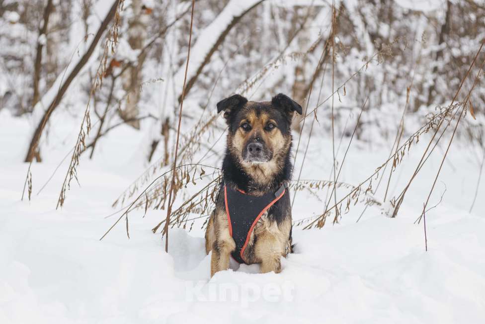 Собаки в Москве: Собака в добрые руки Мальчик, Бесплатно - фото 6