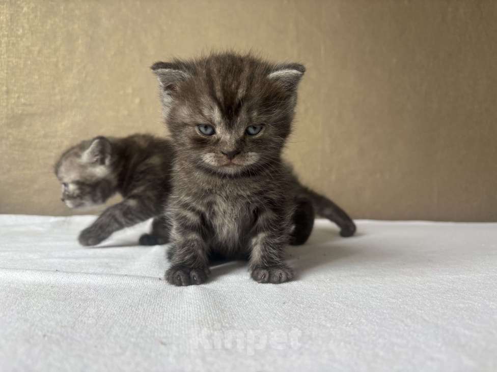 Кошки в Новокузнецке: Шотландский котенок Мальчик, 5 000 руб. - фото 1