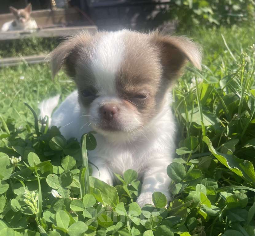 Собаки в других городах Ленинградской области: Питомник предлагает щенков чихуахуа Девочка, 60 000 руб. - фото 3