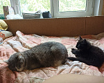 Кошки в Москве: Котенок от кошки-мышеловки в ответственные руки! Мальчик, Бесплатно - фото 4