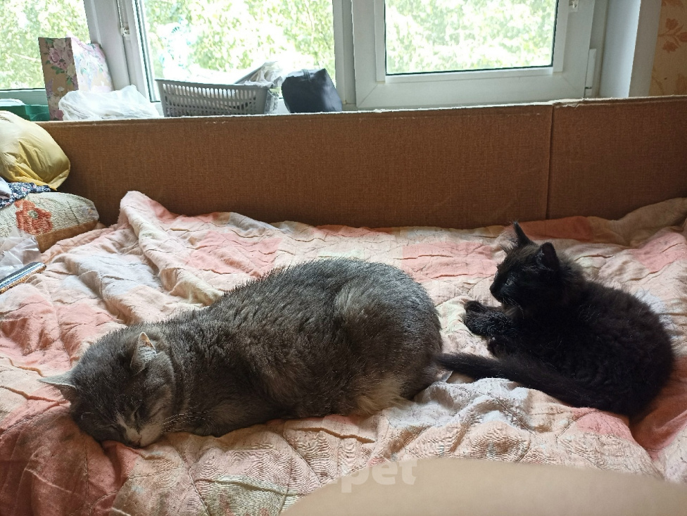 Кошки в Москве: Котенок от кошки-мышеловки в ответственные руки! Мальчик, Бесплатно - фото 4