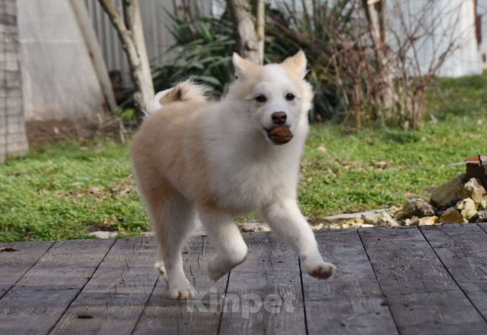 Собаки в Москве: Ненецкая оленегонная лайка, кобель Жиган. Мальчик, 60 000 руб. - фото 4