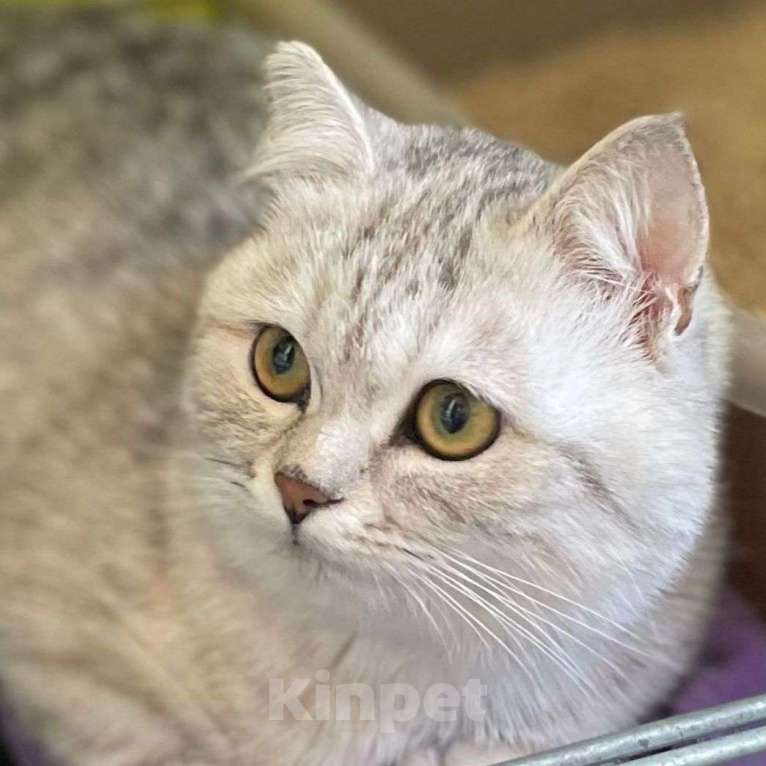 Кошки в Москве: Шотландский вислоухий котенок девочка  Девочка, Бесплатно - фото 3