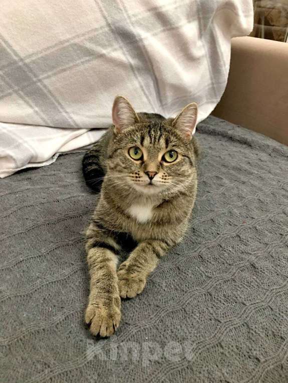 Кошки в Тюмени: Ищу любящих хозяев для ласковой молодой кошечки Девочка, Бесплатно - фото 10