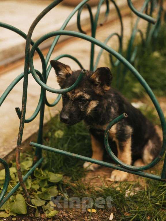 Собаки в Москве: Щеночек помесь с овчаркой Девочка, Бесплатно - фото 3