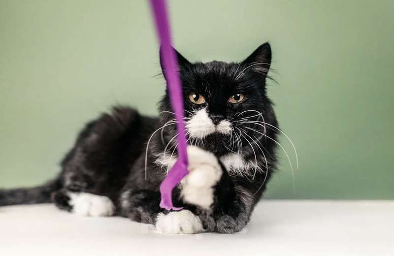 Кошки в Москве: Метис мейн-куна окраса черный дым Матильда в дар Девочка, 1 руб. - фото 4