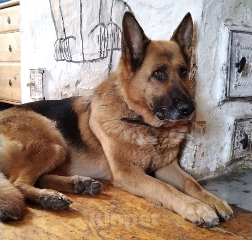 Собаки в Екатеринбурге: Васька Девочка, 10 000 руб. - фото 2