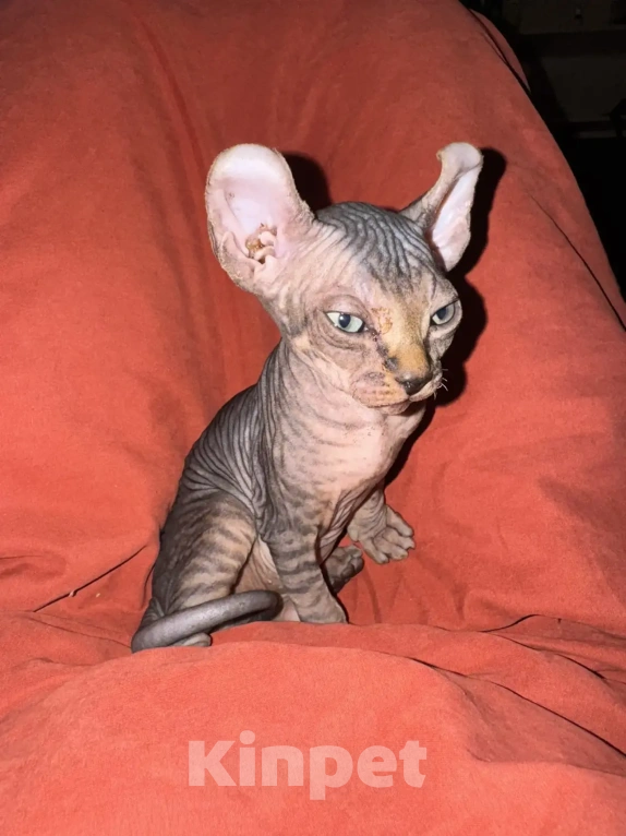 Кошки в Одинцово: Продадим прекрасных котят в добрую, любящую семью Разнополые, 15 000 руб. - фото 2