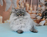 Кошки в Москве: Сибирская серебристая кошечка Девочка, Бесплатно - фото 7