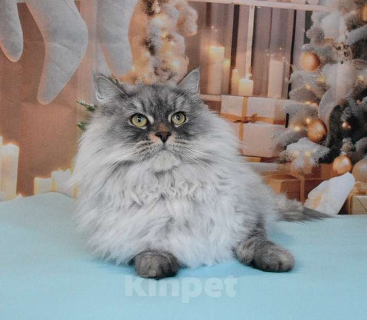 Кошки в Москве: Сибирская серебристая кошечка Девочка, Бесплатно - фото 7